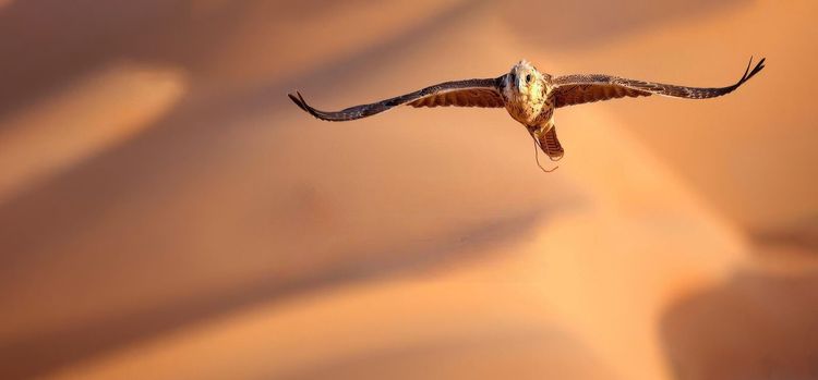 معرض أبوظبي الدولي للصيد والفروسية 2025"استدامة وتراث... بروح متجددة". 